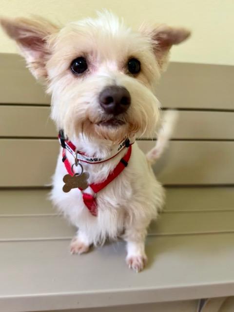 Enlarge Nico, a Adopted mixed breed in Spring, TX image 2/5