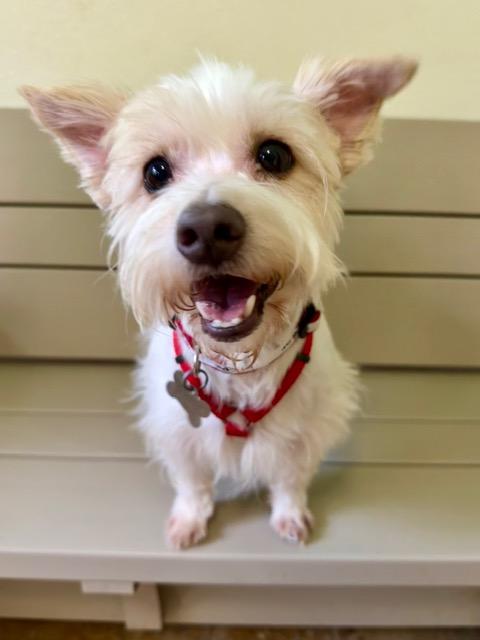 Nico, Adopted, Adult Male West Highland White Terrier / Westie & Yorkshire Terrier.