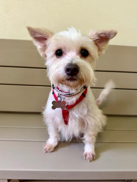 Enlarge Nico, a Adopted mixed breed in Spring, TX image 4/5