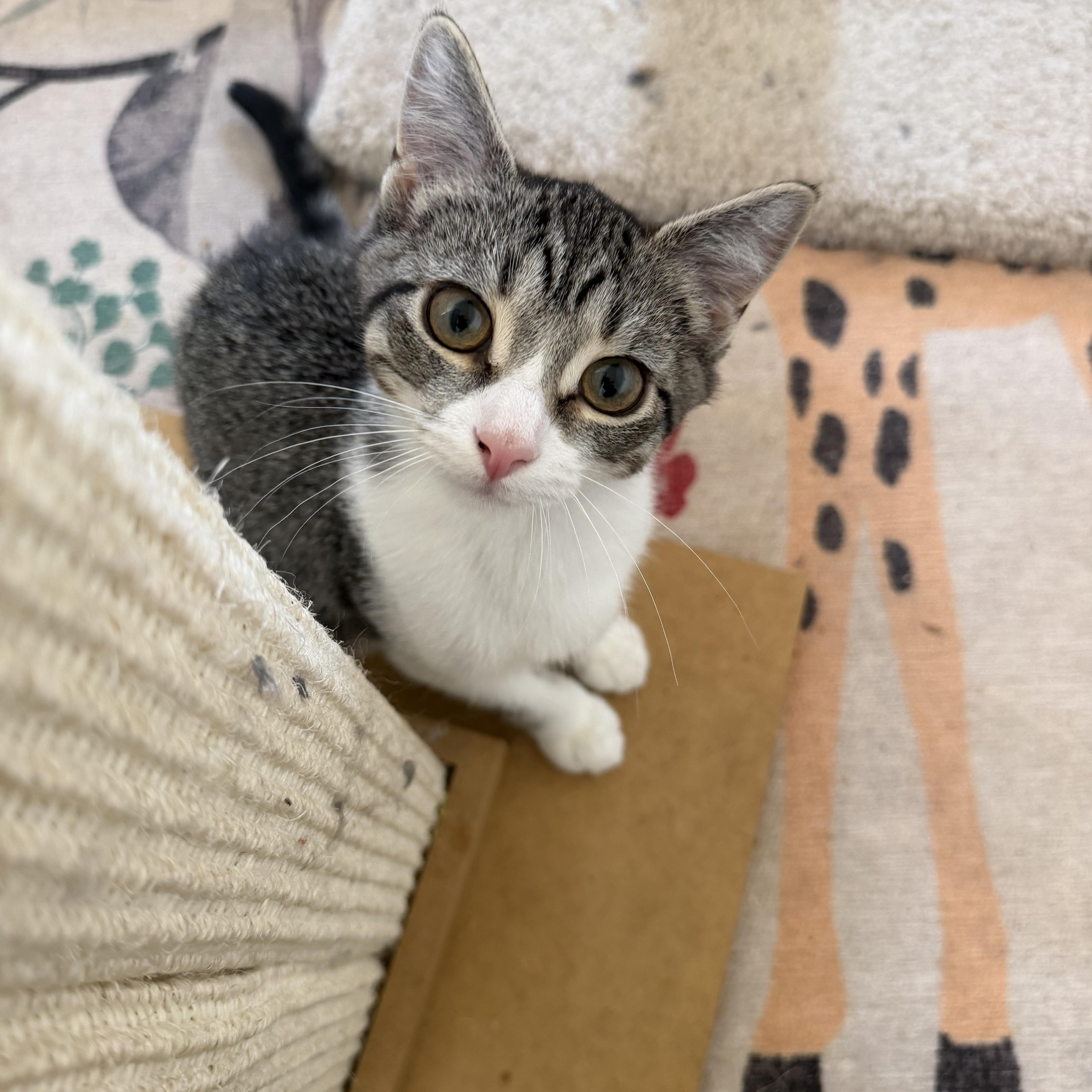 PIMENTO, ADOPTABLE, Young Female Domestic Short Hair.