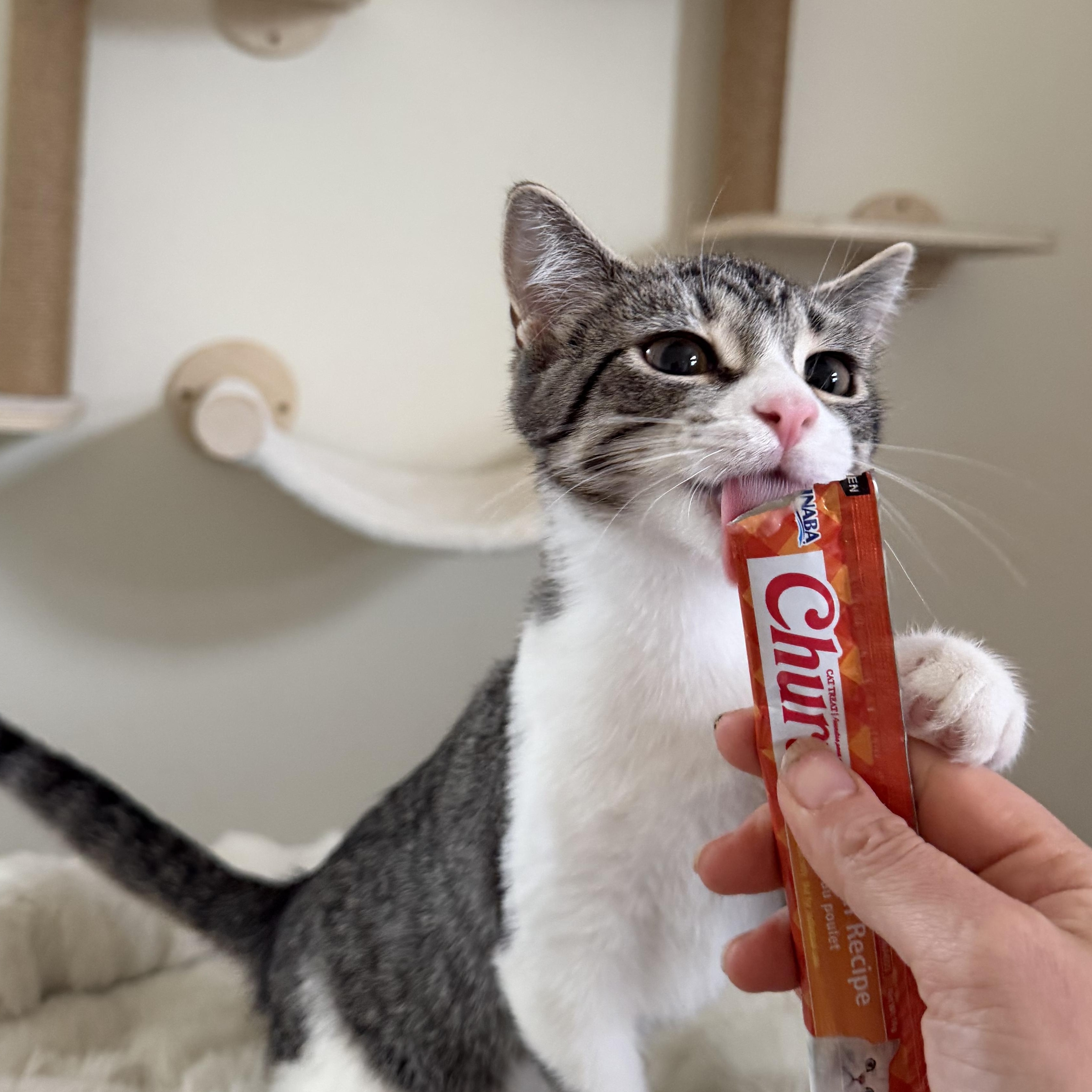 PIMENTO, a ADOPTABLE Domestic Short Hair in Chicago Ridge, IL image 4/4