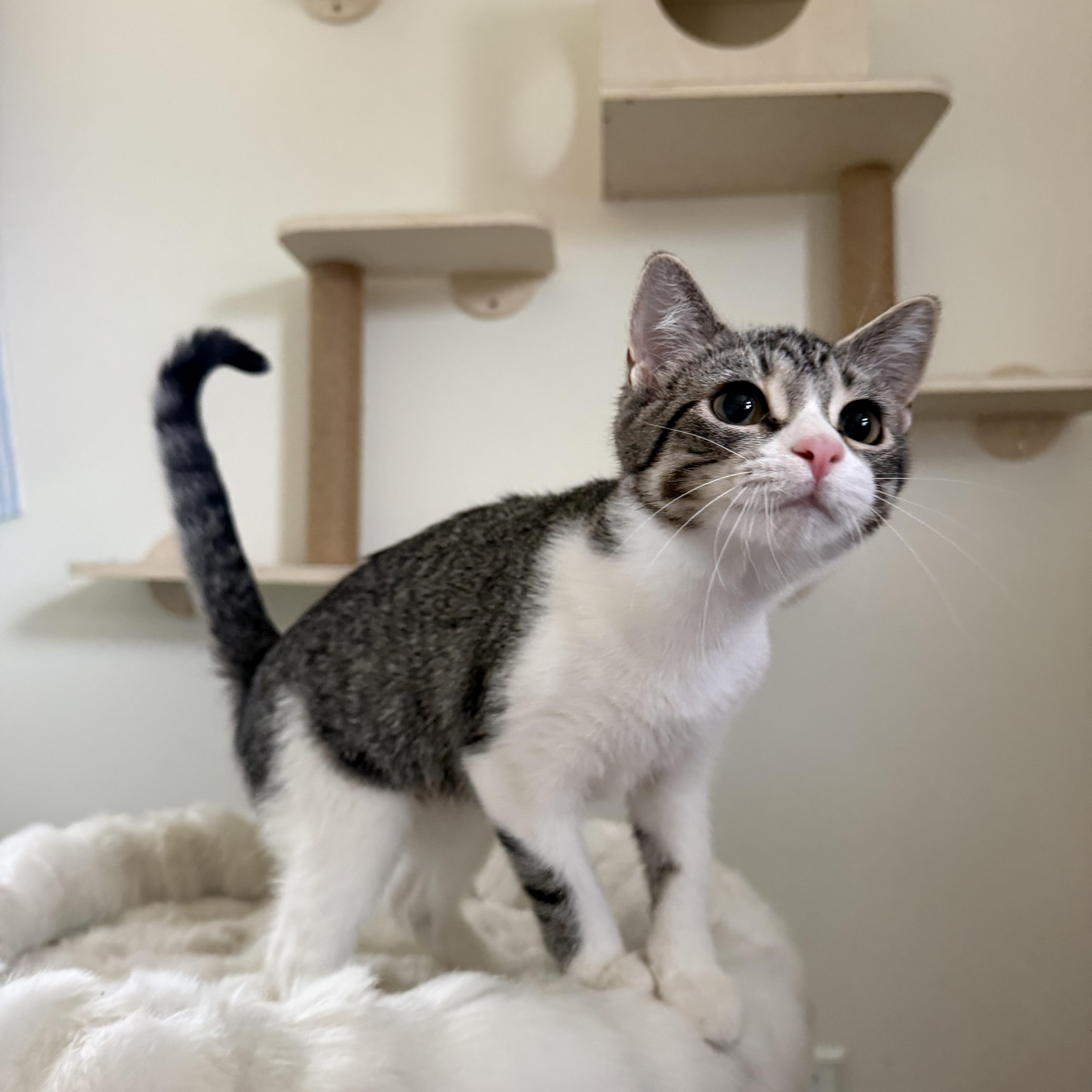 PIMENTO, a ADOPTABLE Domestic Short Hair in Chicago Ridge, IL image 3/4
