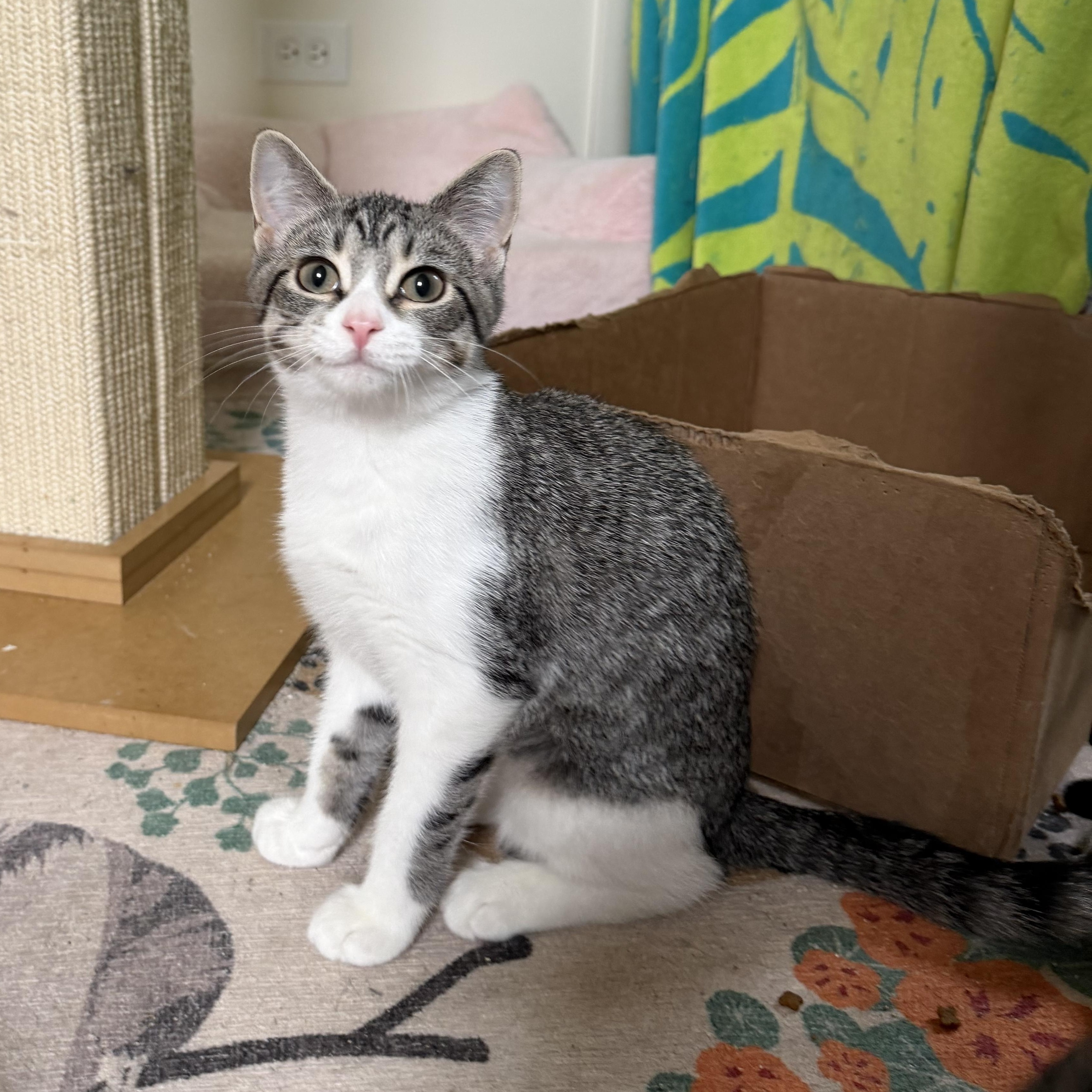 PIMENTO, a ADOPTABLE Domestic Short Hair in Chicago Ridge, IL image 2/4
