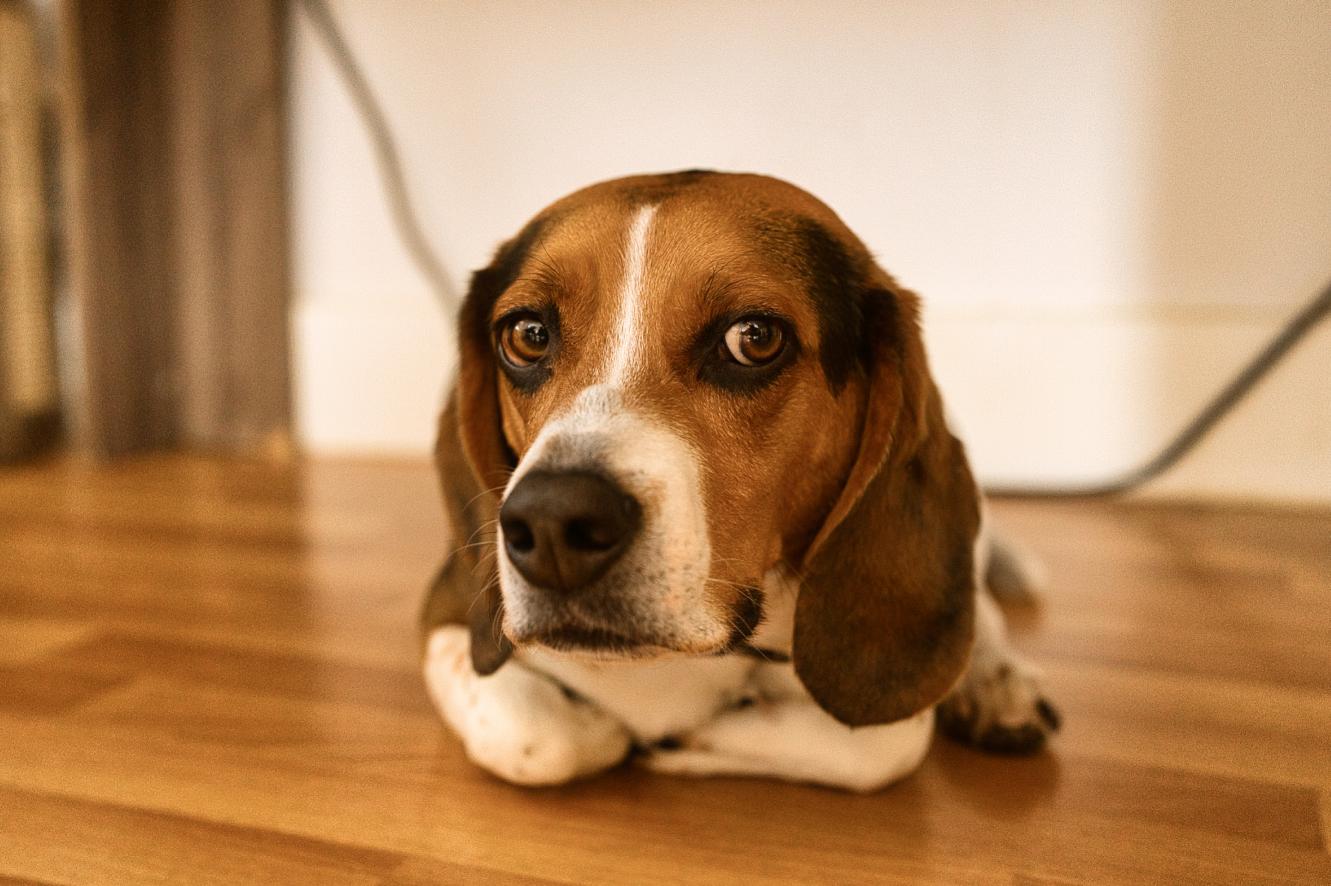 Pete, Adoptable, Adult Male Beagle.