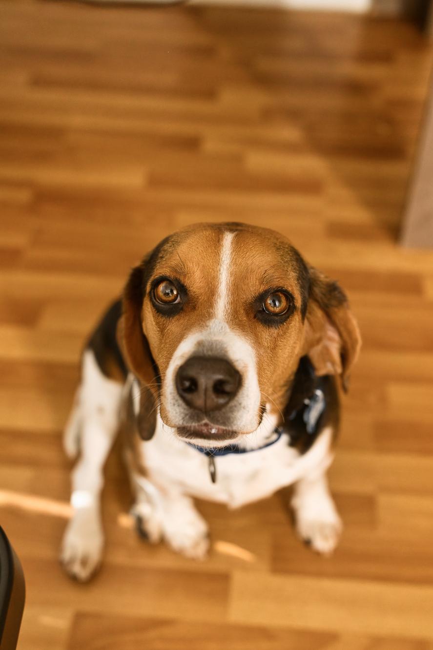 Enlarge Pete, a Adoptable Beagle in Chamblee, GA image 2/6
