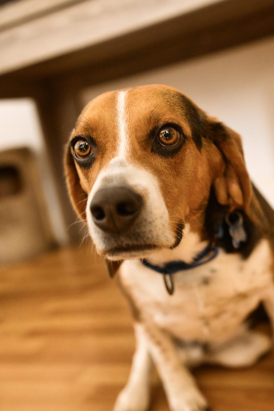 Enlarge Pete, a Adoptable Beagle in Chamblee, GA image 3/6