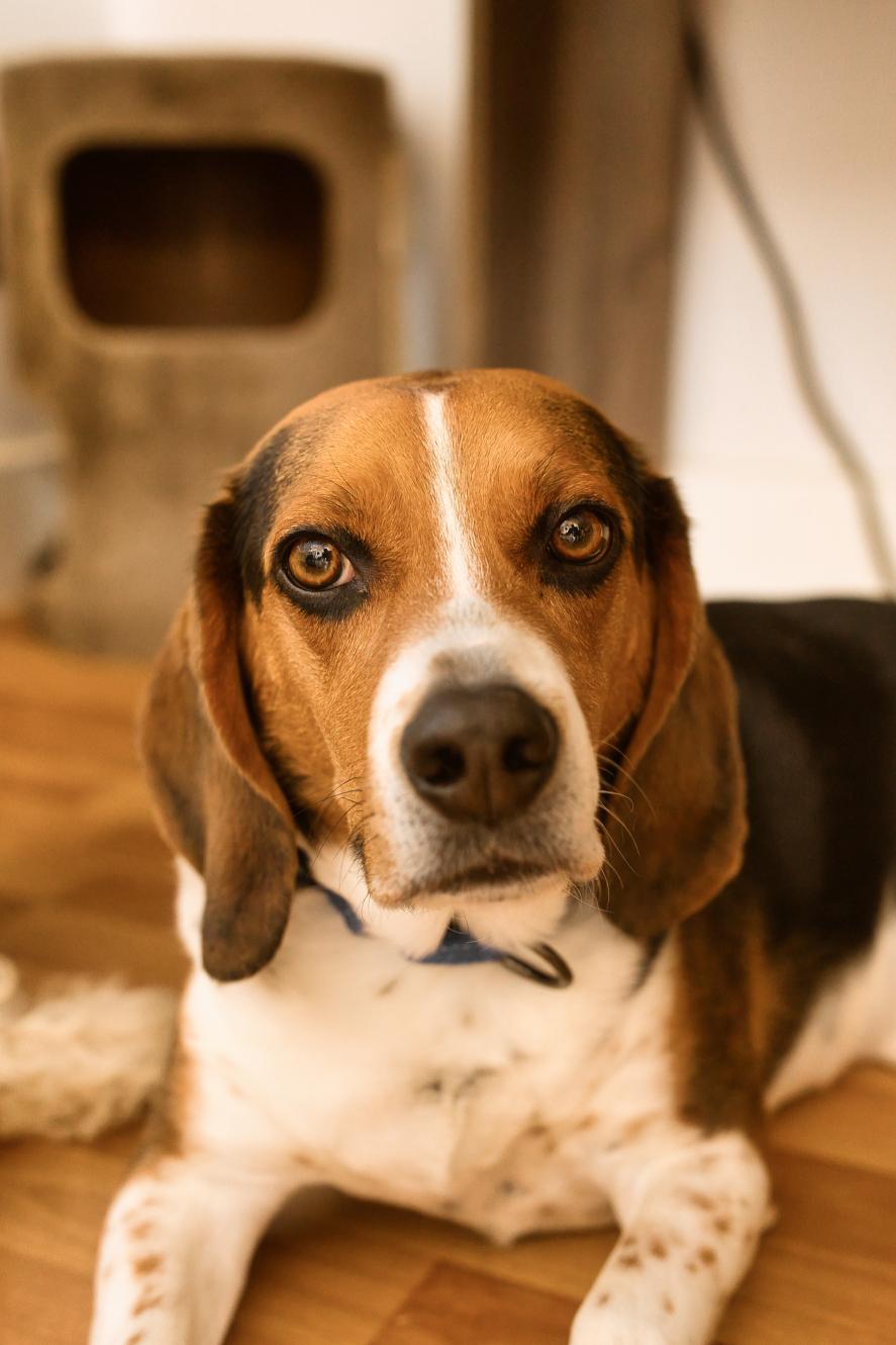 Enlarge Pete, a Adoptable Beagle in Chamblee, GA image 4/6