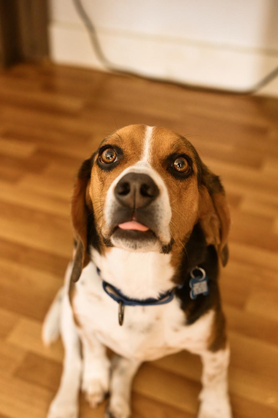 Enlarge Pete, a Adoptable Beagle in Chamblee, GA image 5/6