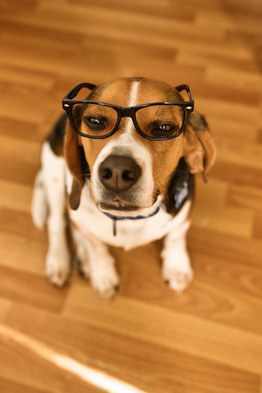 Enlarge Pete, a Adoptable Beagle in Chamblee, GA image 6/6