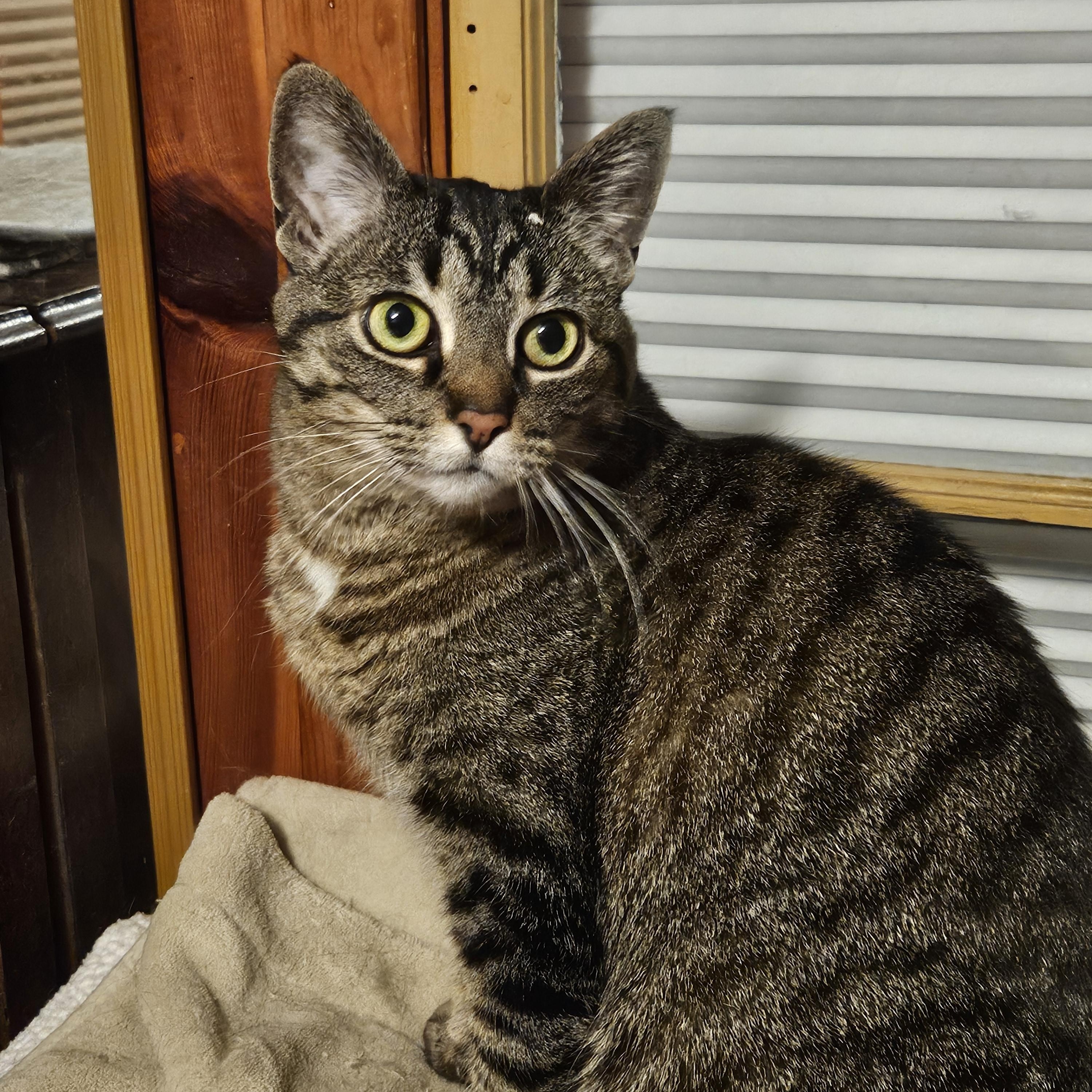 Shiver, a Adoptable British Shorthair in Houghton Lake, MI image 2/6