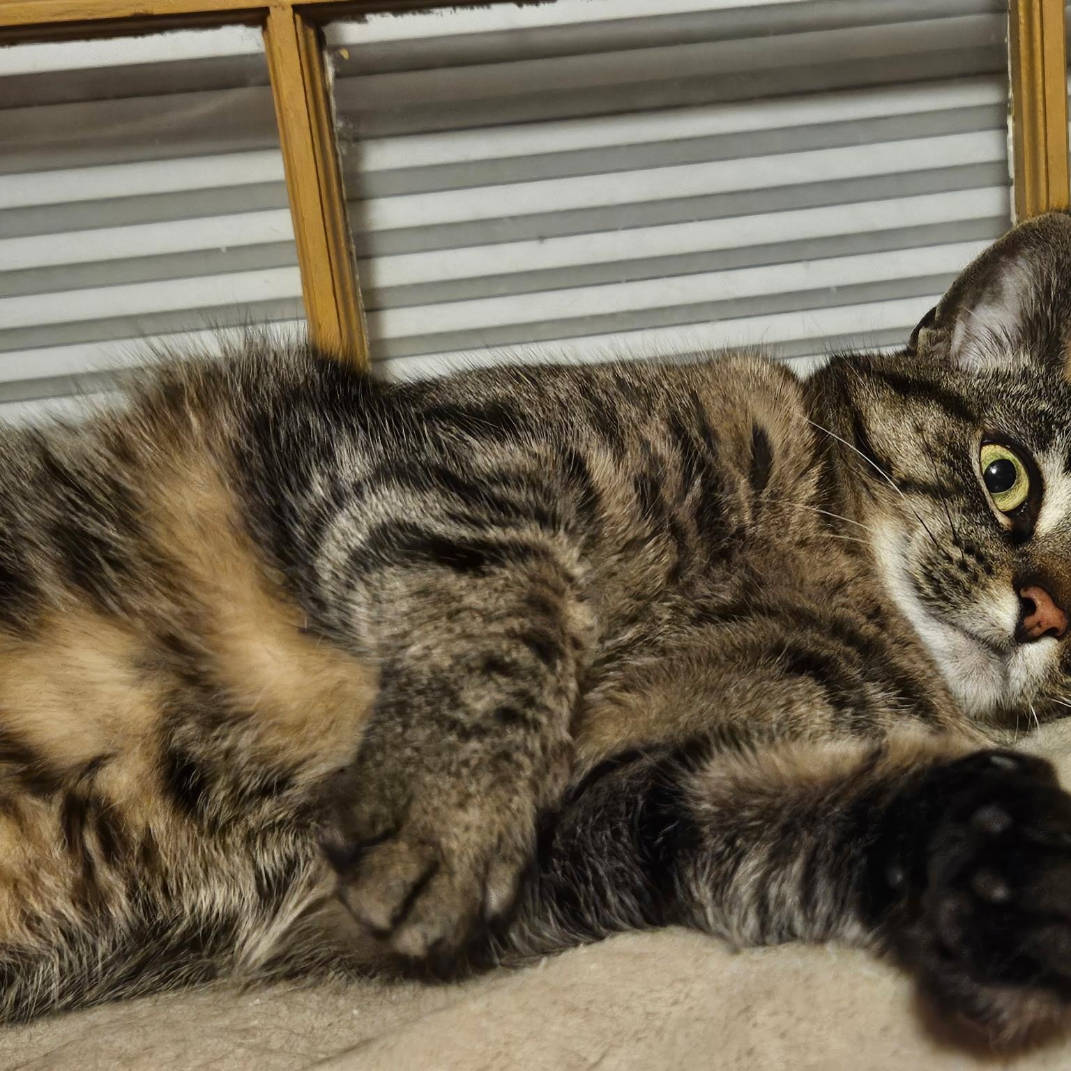 Shiver, a Adoptable British Shorthair in Houghton Lake, MI image 4/6