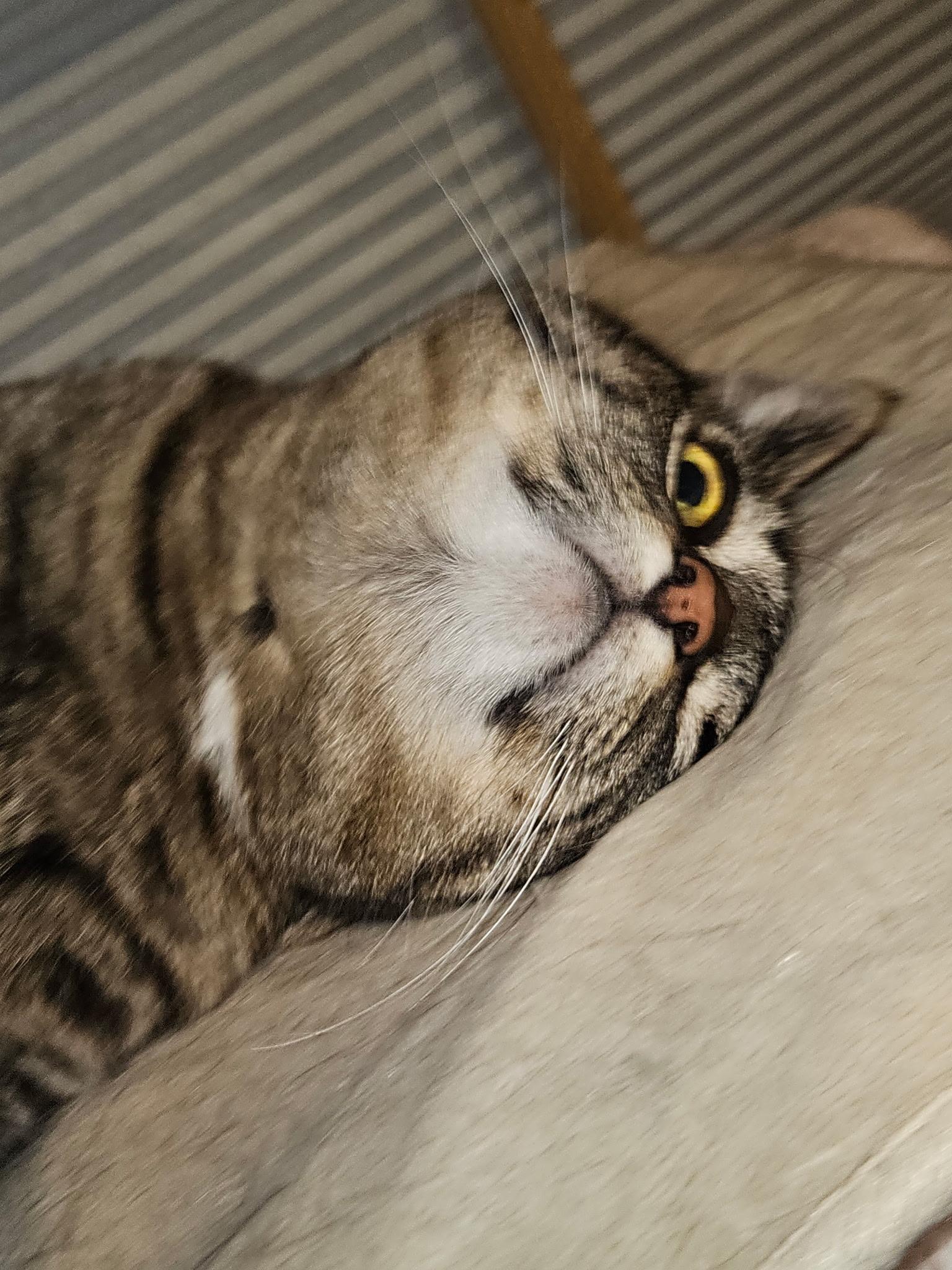 Shiver, a Adoptable British Shorthair in Houghton Lake, MI image 6/6