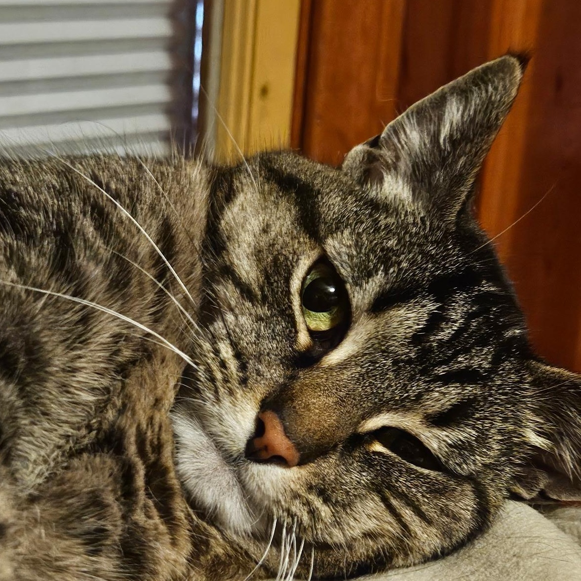 Shiver, Adoptable, Adult Female British Shorthair.