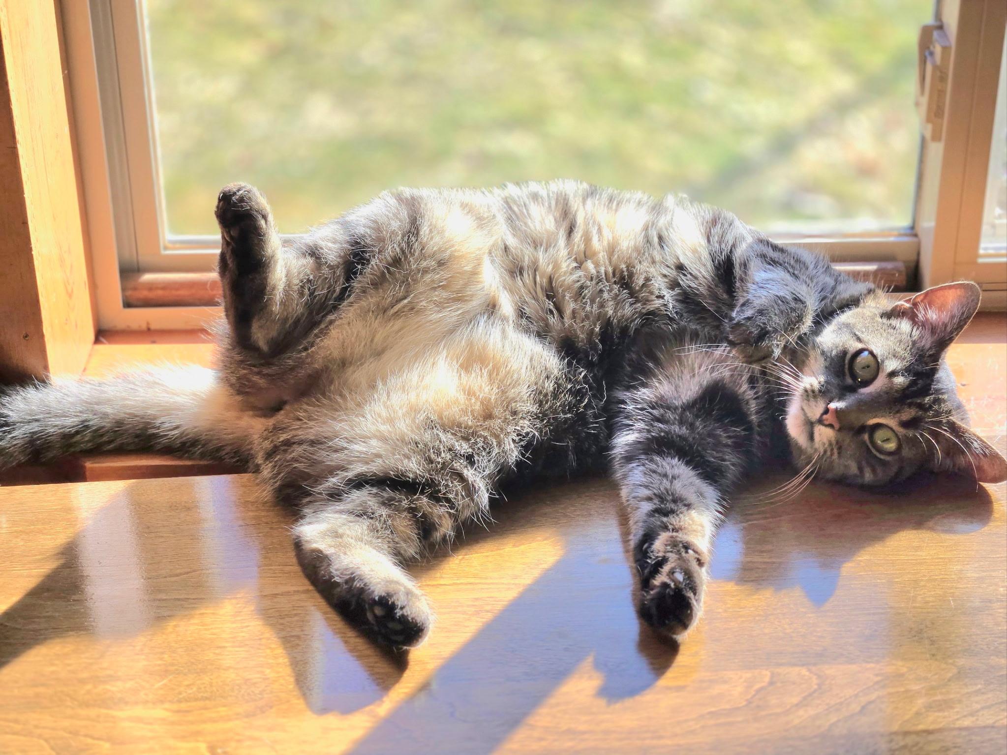 Shiver, a Adoptable British Shorthair in Houghton Lake, MI image 5/6