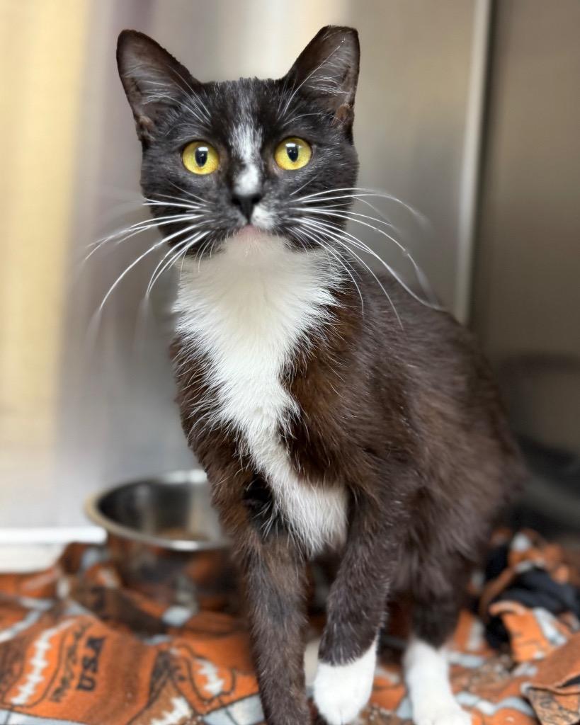 Homie, Adoptable, Young Male Domestic Short Hair.