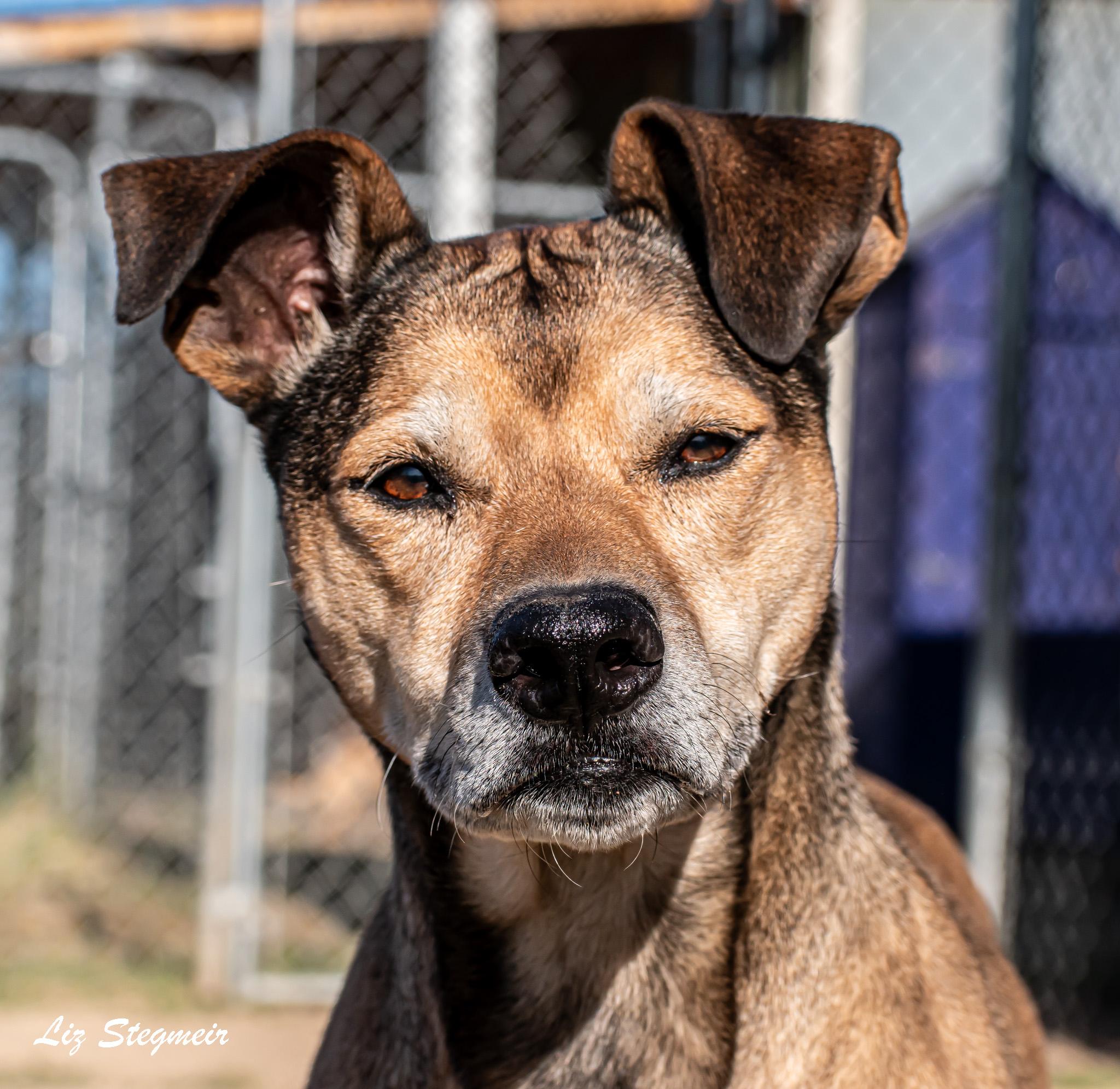 Enlarge Rhea and Tali, a ADOPTABLE Mixed Breed in Mayer, AZ image 1/2