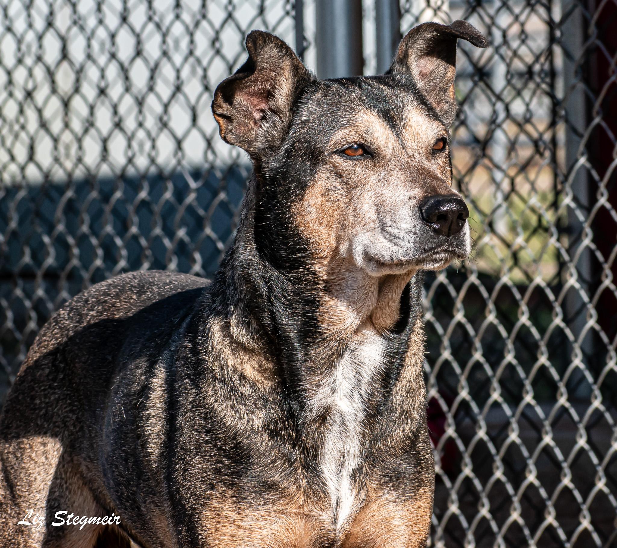 Rhea and Tali, ADOPTABLE, Senior Female Mixed Breed.