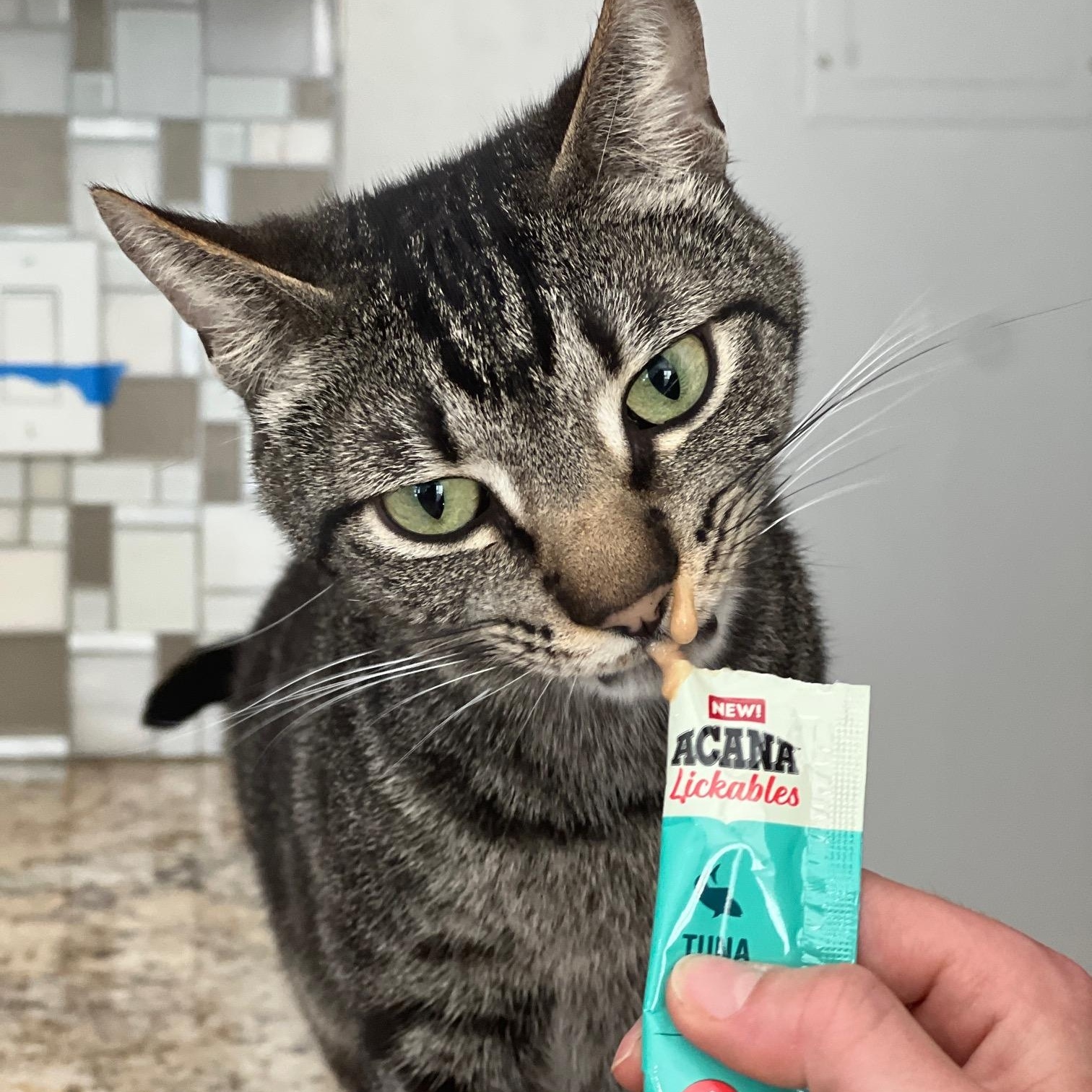 Blaze, Adoptable, Adult Male Tabby.