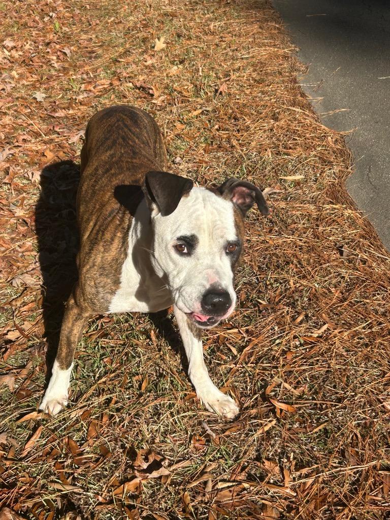 Enlarge Zed, a Adoptable mixed breed in Oxford, NC image 1/1