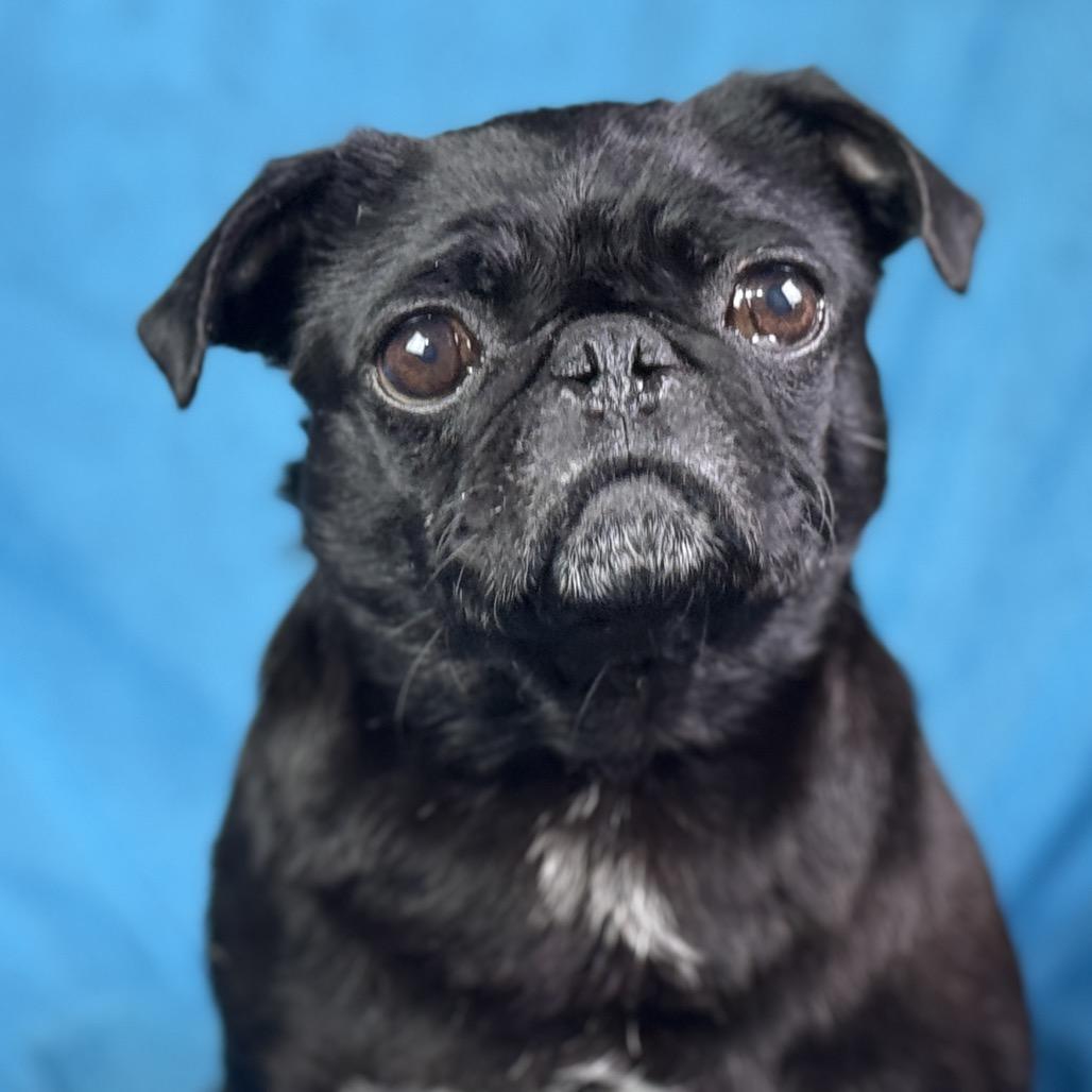Enlarge Eleanor: The Snorty, Grumpy‑Faced Sweetheart, a ADOPTABLE Pug in San Antonio, TX image 5/5