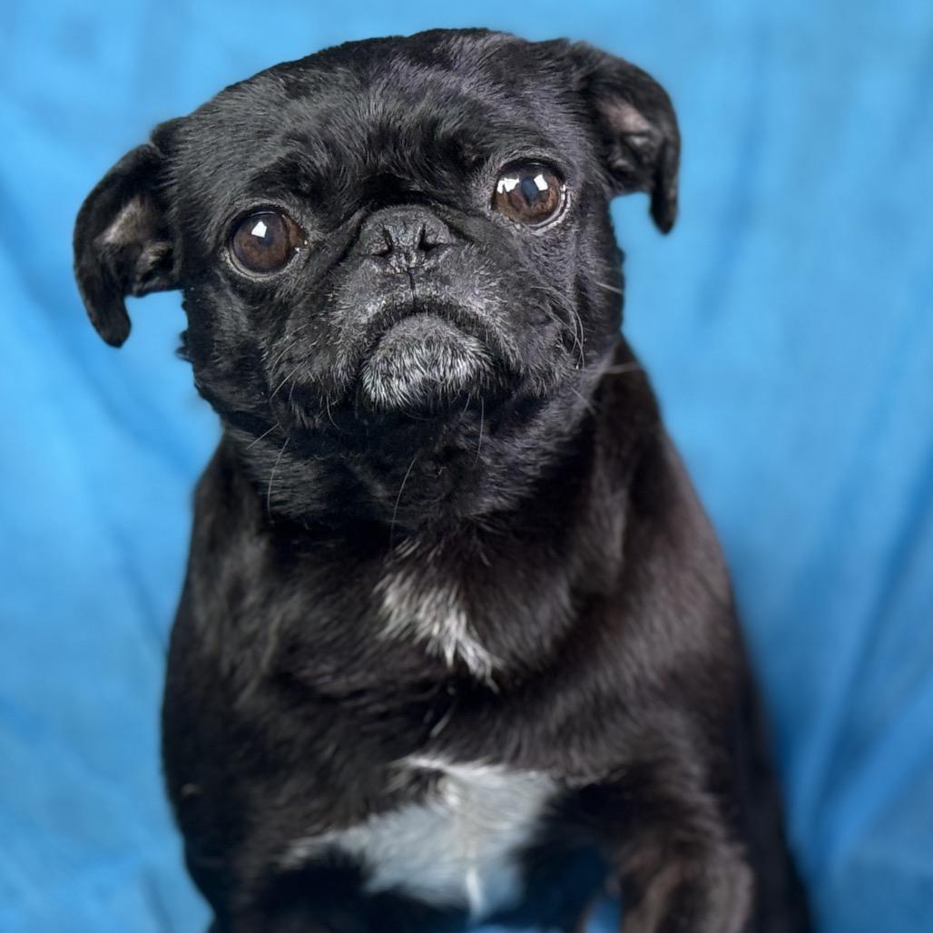 Eleanor: The Snorty, Grumpy‑Faced Sweetheart, ADOPTABLE, Young Female Pug.