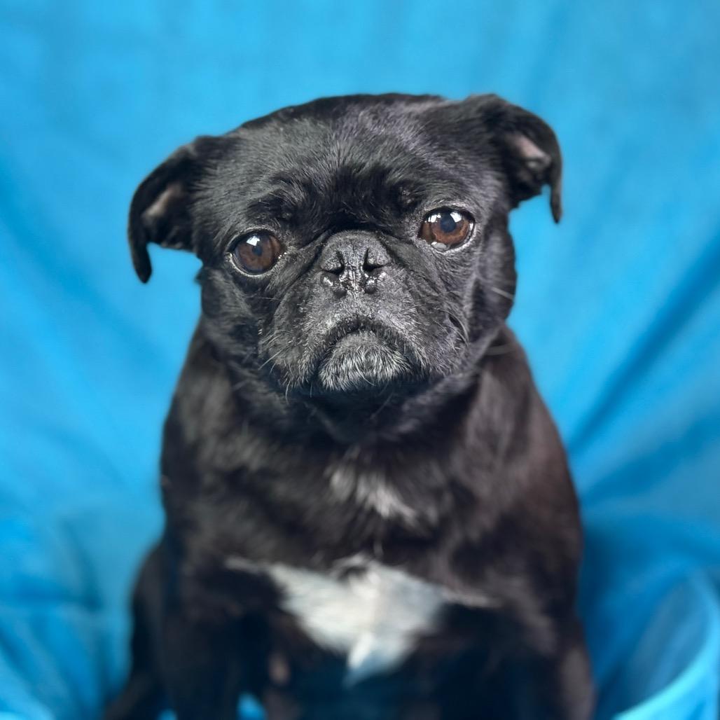 Enlarge Eleanor: The Snorty, Grumpy‑Faced Sweetheart, a ADOPTABLE Pug in San Antonio, TX image 3/5