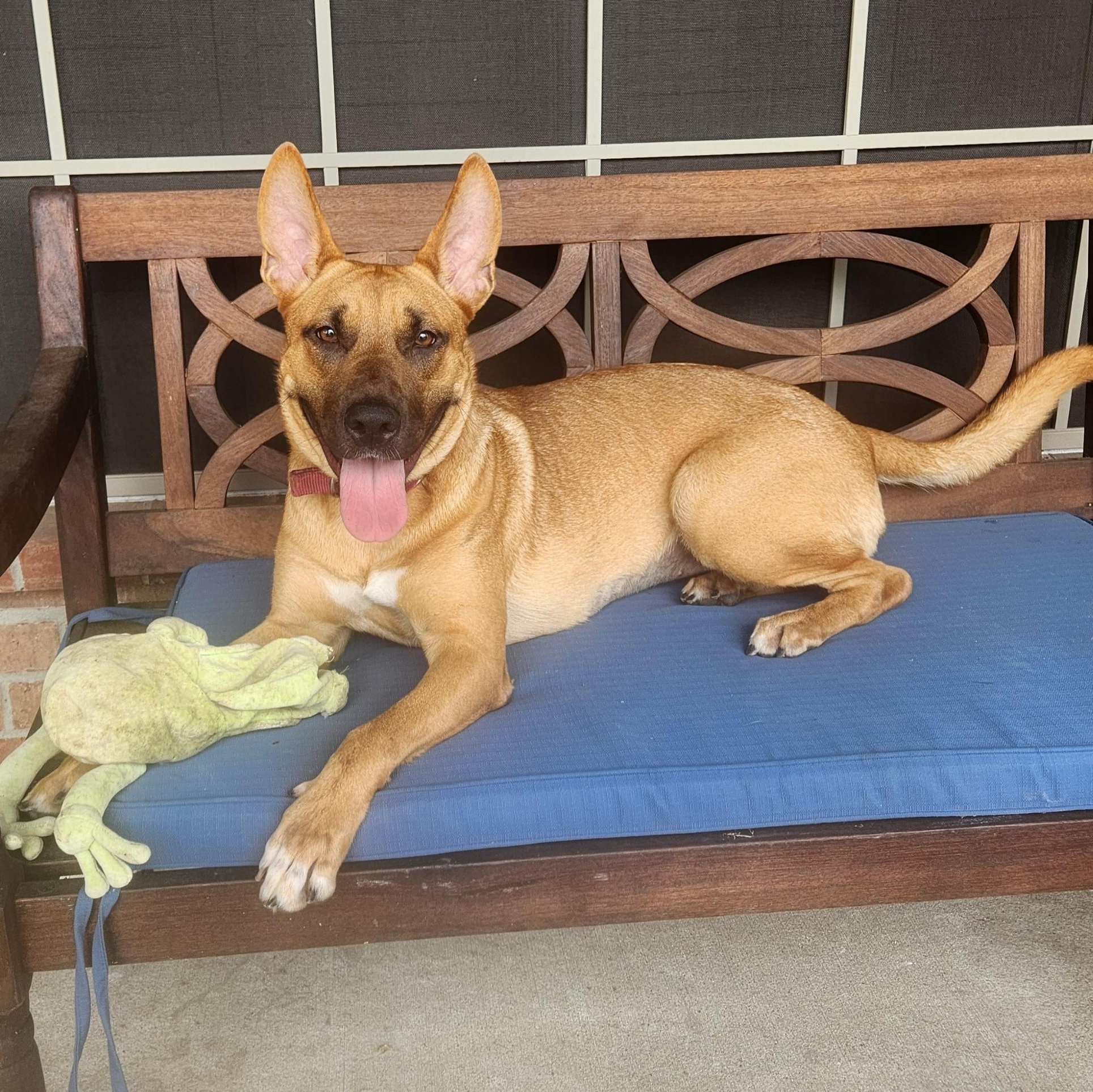 KAI breeze oceana, Adoptable, Young Female Black Mouth Cur & Shepherd.