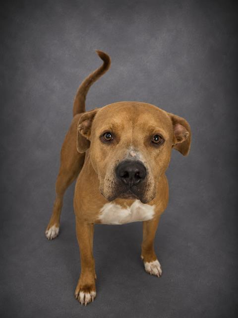 Enlarge BENNY, a Adoptable mixed breed in Winter Haven, FL image 1/1