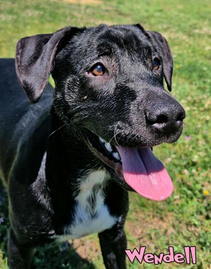 Wendell, Adoptable, Puppy Male Labrador Retriever & Shepherd.