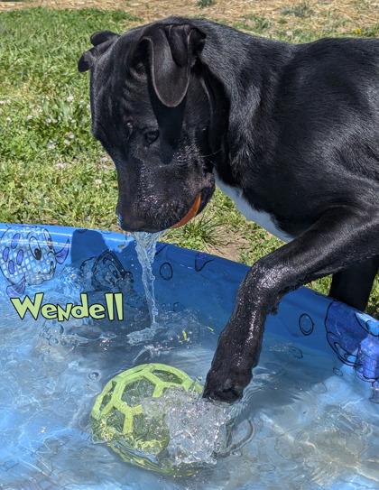 Wendell, a Adoptable mixed breed in Mason, MI image 2/3