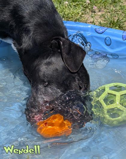 Wendell, a Adoptable mixed breed in Mason, MI image 3/3