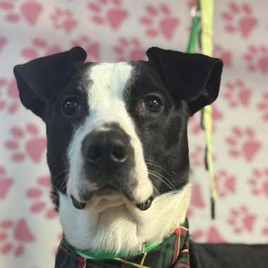 Enlarge Duke, a Adoptable Staffordshire Bull Terrier in Muncie, IN image 1/1