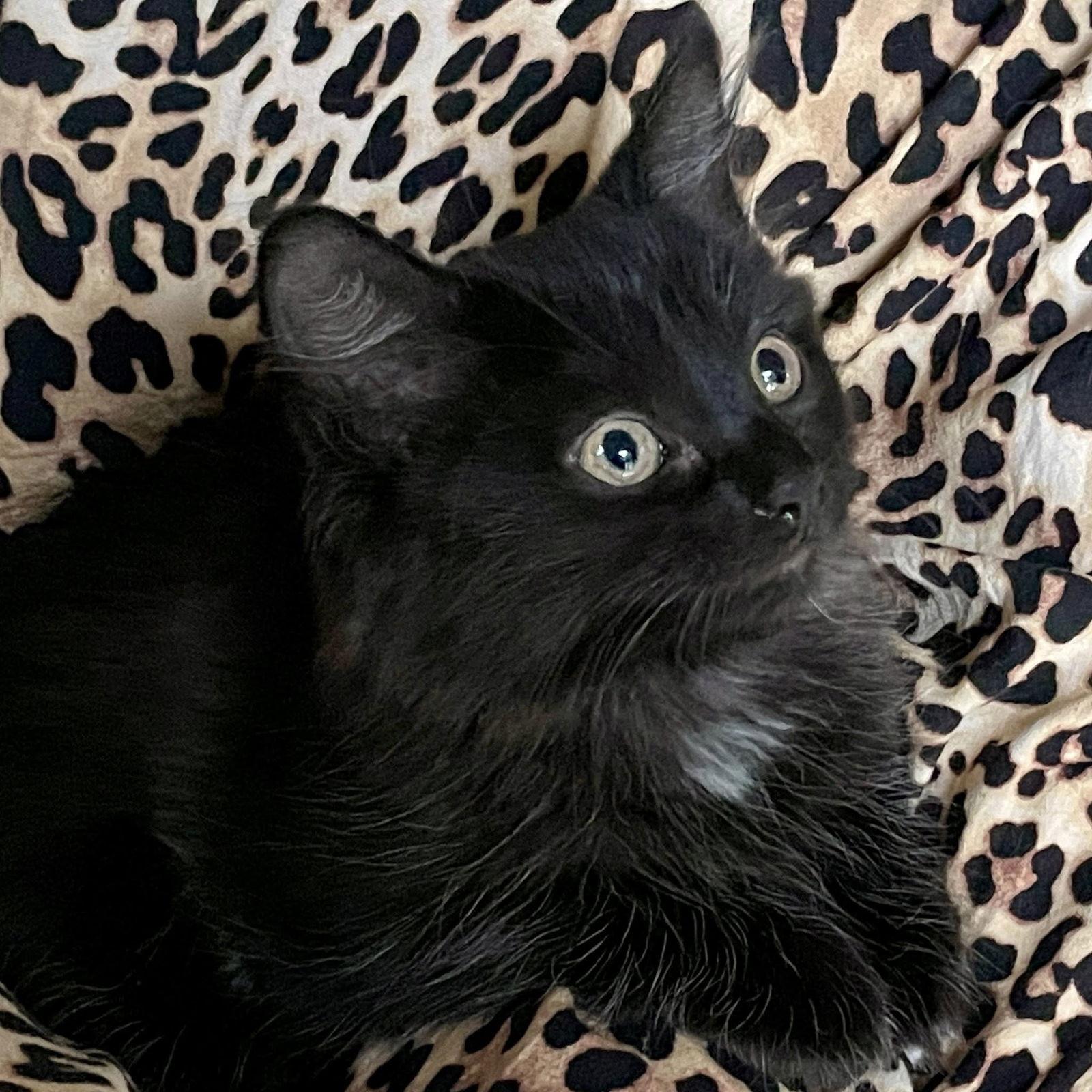 Enlarge Bella, a Adoptable Domestic Short Hair in Orleans, ON image 1/3