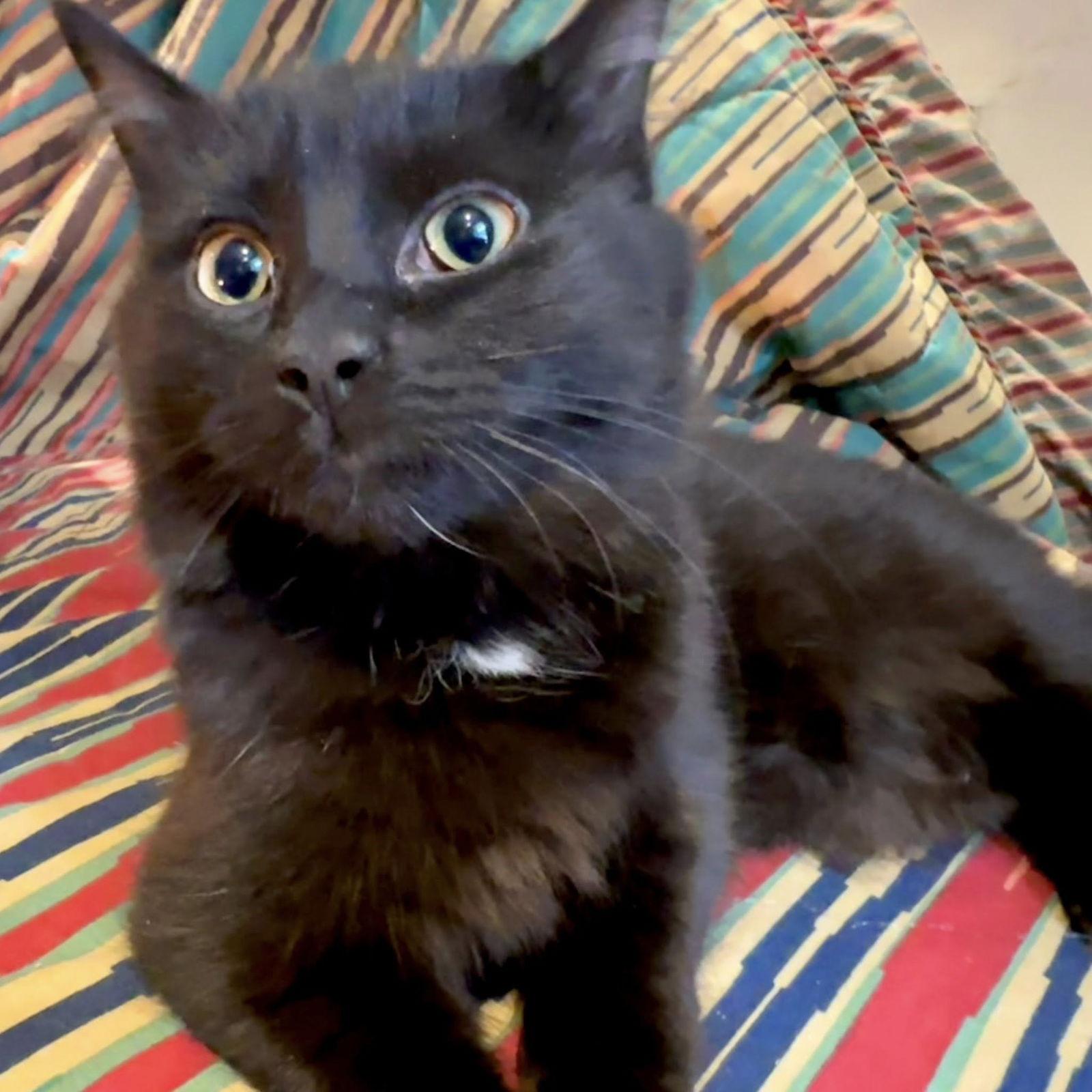 Enlarge Bella, a Adoptable Domestic Short Hair in Orleans, ON image 3/3