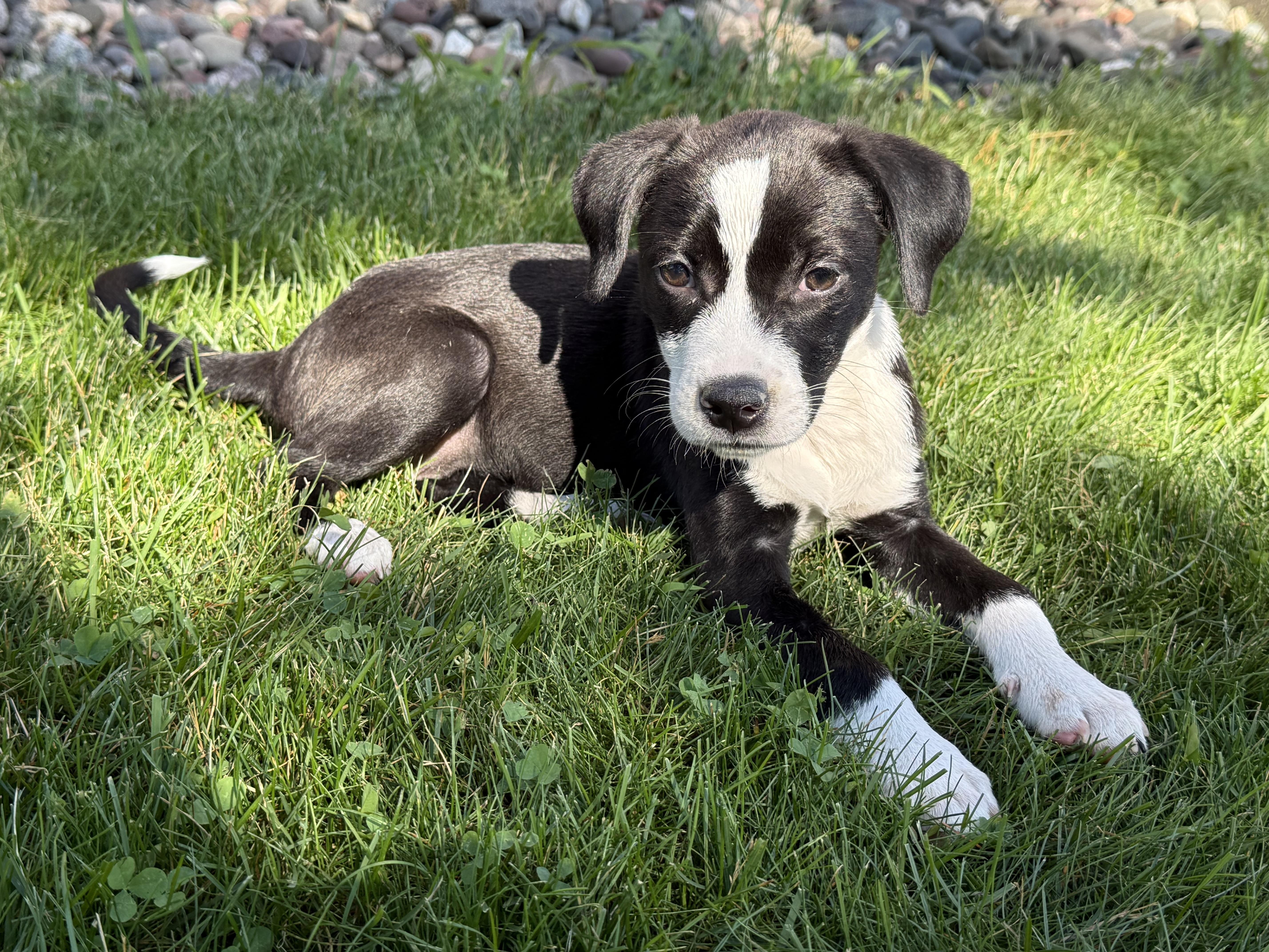 Mari, ADOPTABLE, Puppy Female Retriever.