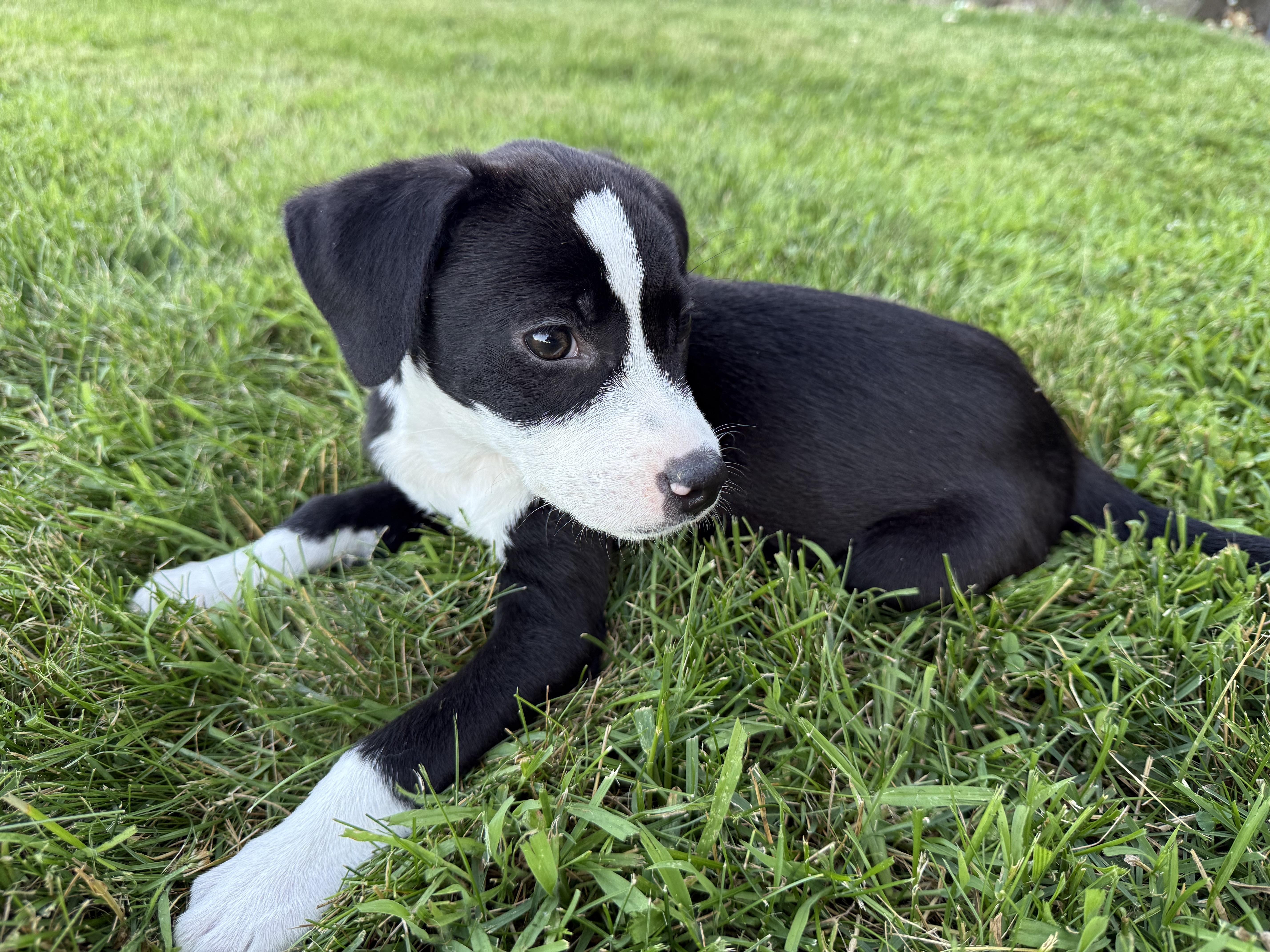 Enlarge Mari, a ADOPTABLE mixed breed in Minneapolis, MN image 4/4