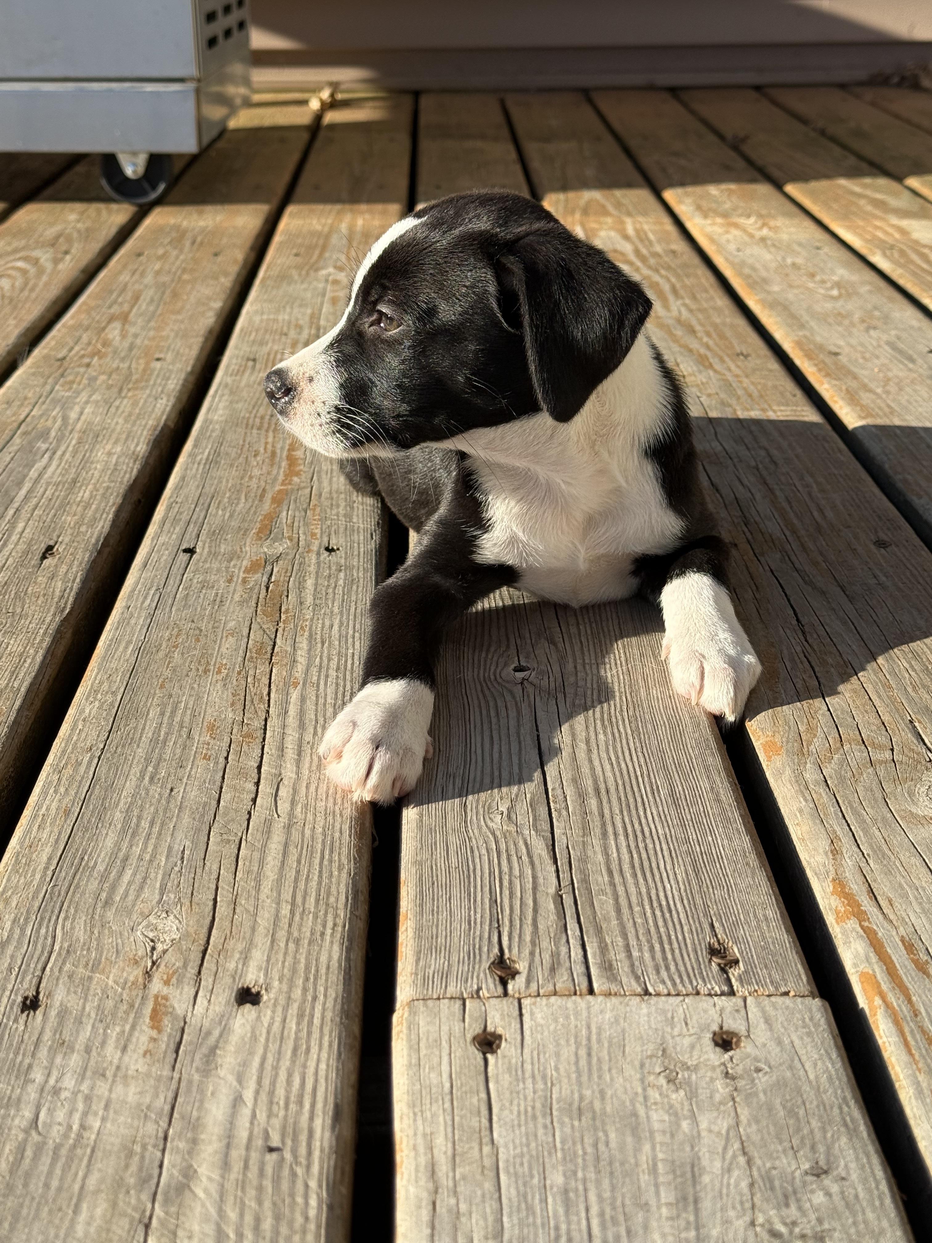 Enlarge Mari, a ADOPTABLE mixed breed in Minneapolis, MN image 3/4