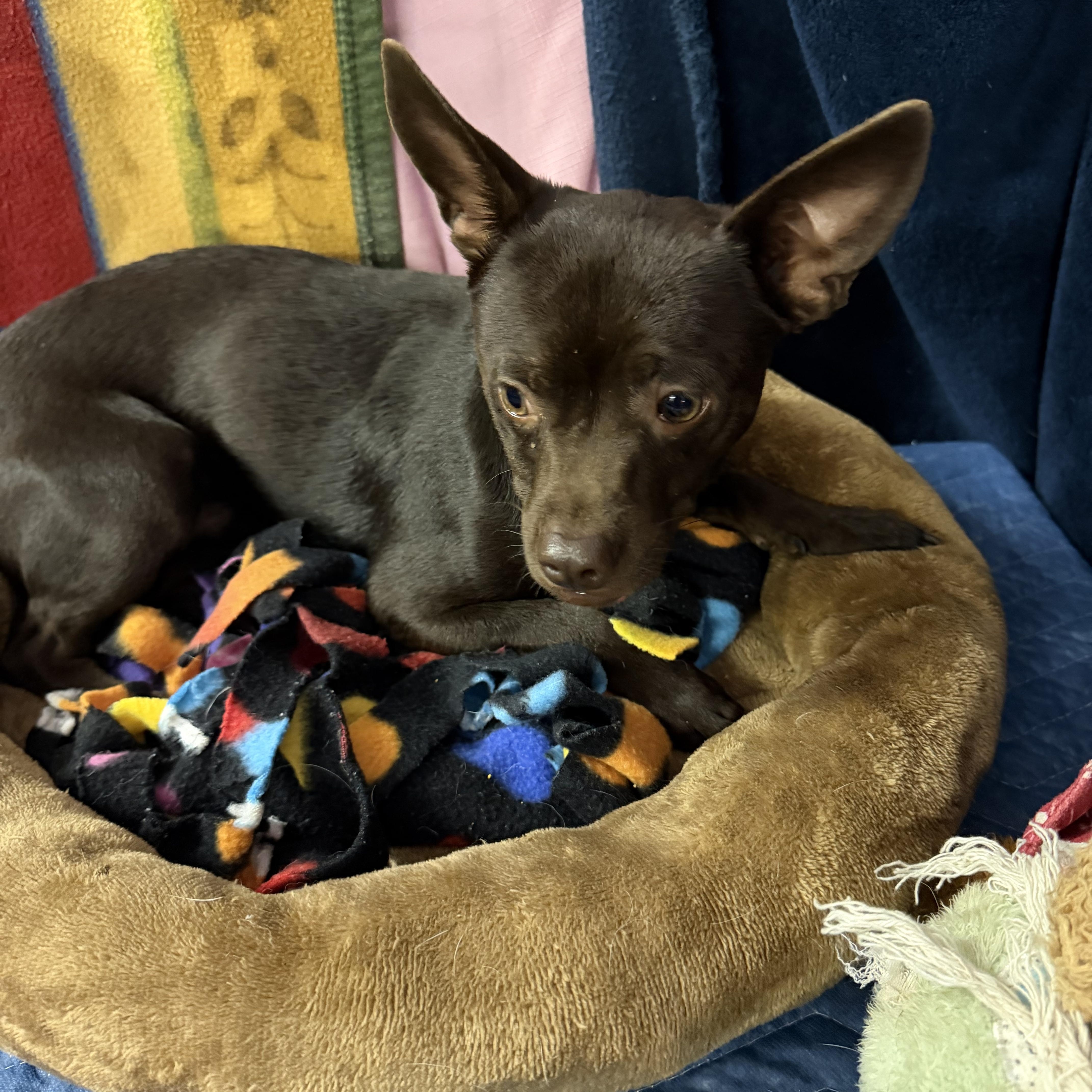 Enlarge Poco, a Adopted Chihuahua in Muldrow, OK image 2/2