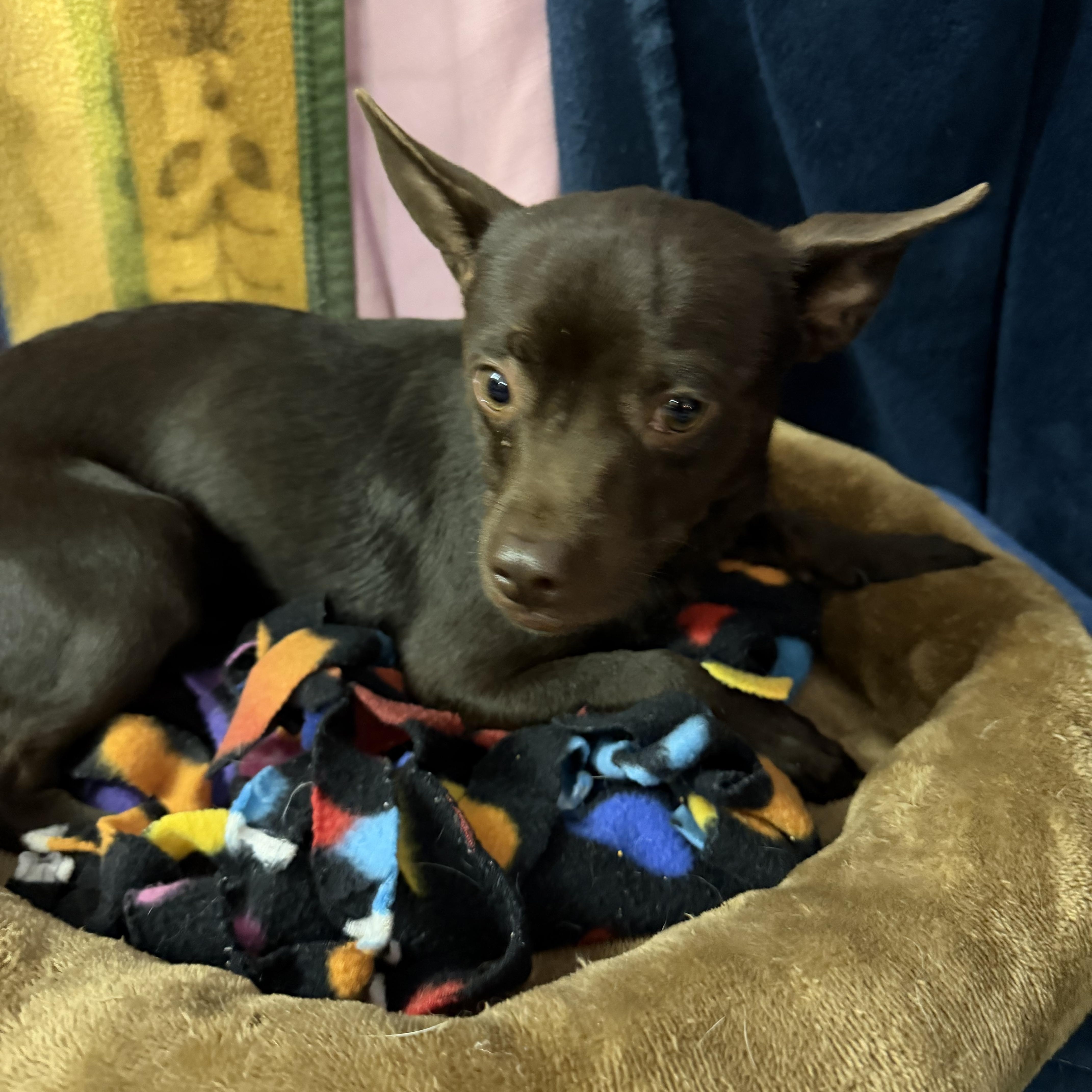 Enlarge Poco, a Adopted Chihuahua in Muldrow, OK image 1/2
