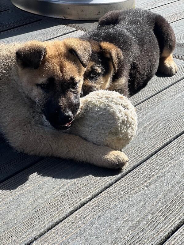 Timber, Adoptable, Young Male German Shepherd Dog.