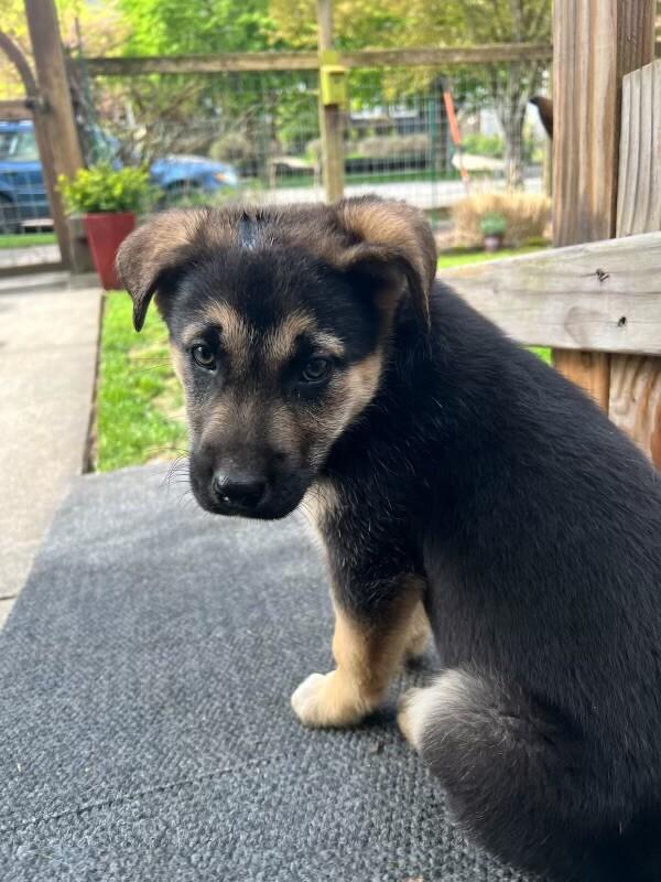 Enlarge Timber, a Adoptable mixed breed in Seattle, WA image 2/6