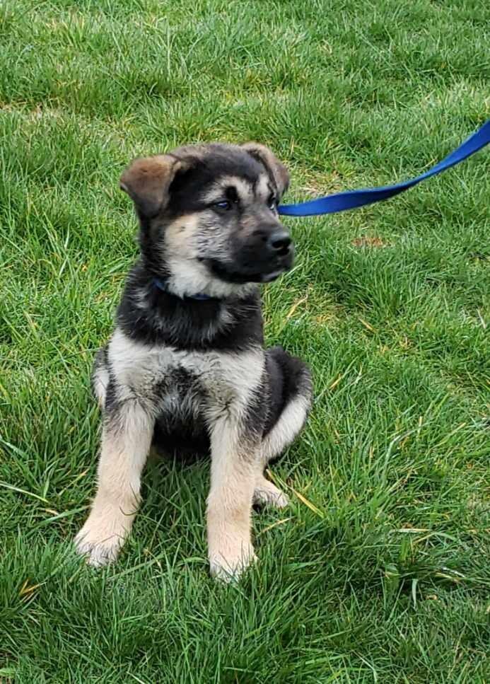 Enlarge Timber, a Adoptable mixed breed in Seattle, WA image 3/6