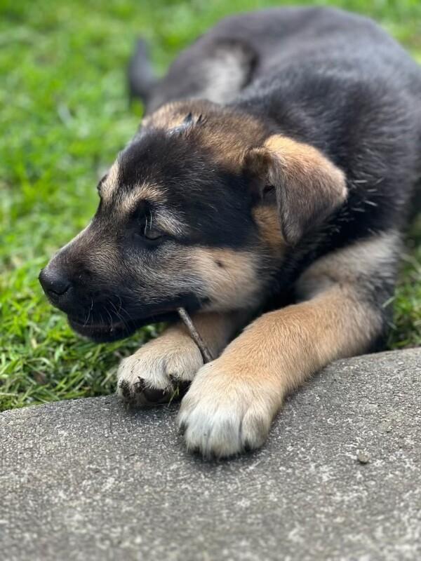 Enlarge Timber, a Adoptable mixed breed in Seattle, WA image 4/6