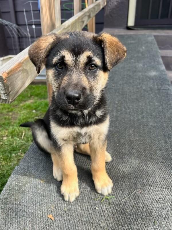 Enlarge Timber, a Adoptable mixed breed in Seattle, WA image 5/6