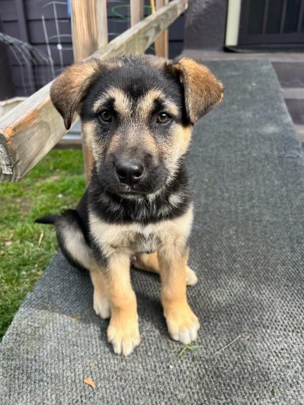 Enlarge Timber, a Adoptable mixed breed in Seattle, WA image 6/6
