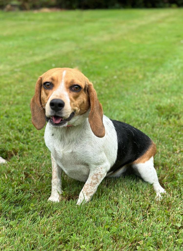 Enlarge Willow, a Adoptable Beagle in Chillicothe, OH image 1/1