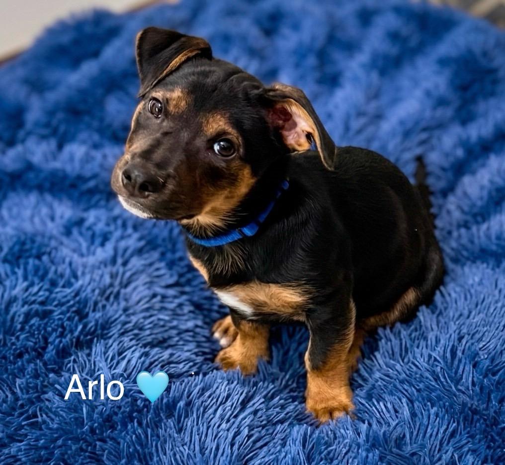 Arlo, a Adoptable mixed breed in Rockwall, TX image 1/5
