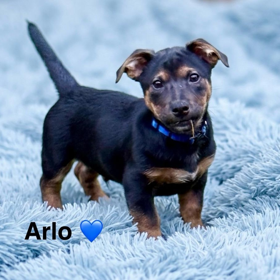 Arlo, a Adoptable mixed breed in Rockwall, TX image 2/5