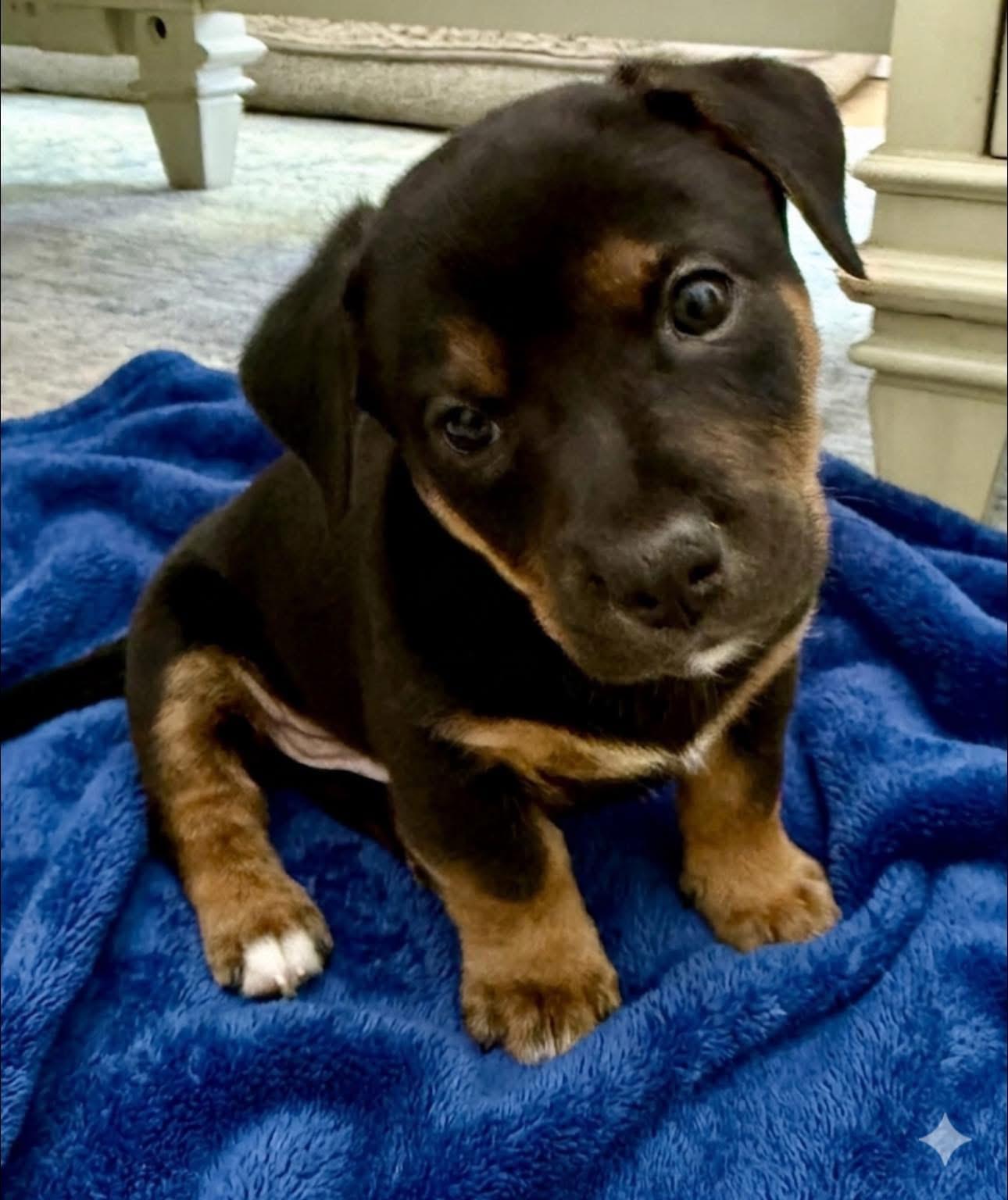 Arlo, a Adoptable mixed breed in Rockwall, TX image 3/5