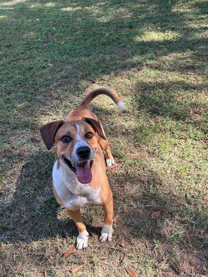 Enlarge Lizzie, a Adopted mixed breed in Laurel, MS image 1/1